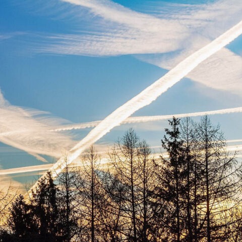 Crisscrossing white trails in the blue sky above silhouetted trees, often mistaken for chemtrails