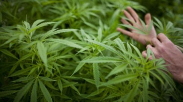 Hemp plant with human hands visible