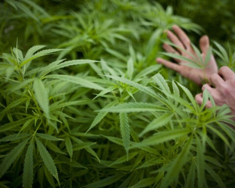 Hemp plant with human hands visible
