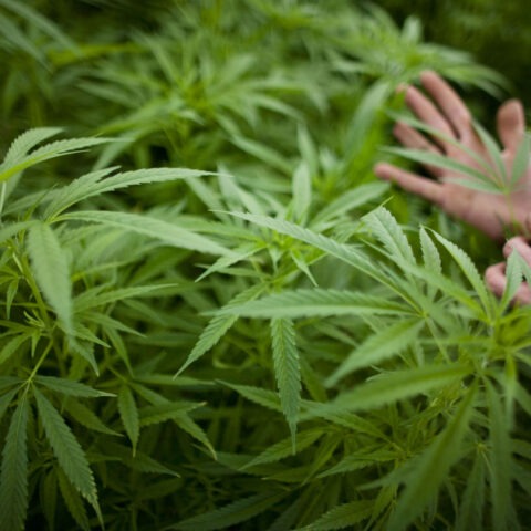 Hemp plant with human hands visible