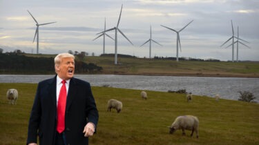 President Trump shouting in front of a field of wind turbines and sheep