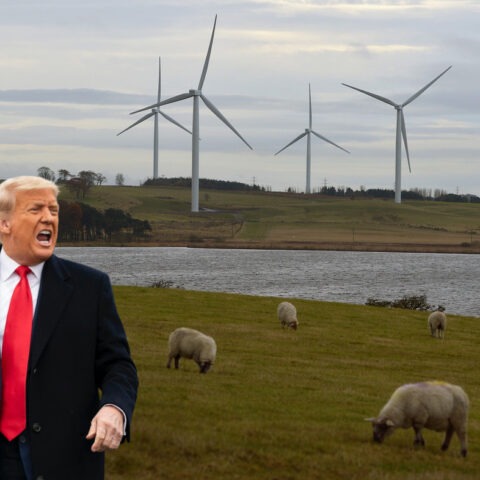 President Trump shouting in front of a field of wind turbines and sheep