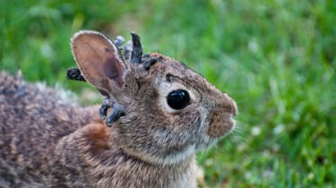 Close-up of wild rabbit with horn-like viral growths on its head.
