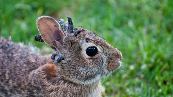 Experts Assure Public: Horned Rabbits Won’t Kill You, Just Judge Your Lawn Care