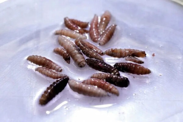 Trump Blames Wind Turbines for Screwworm Parasite Case: “The Bugs Get Dizzy, Fall on People”