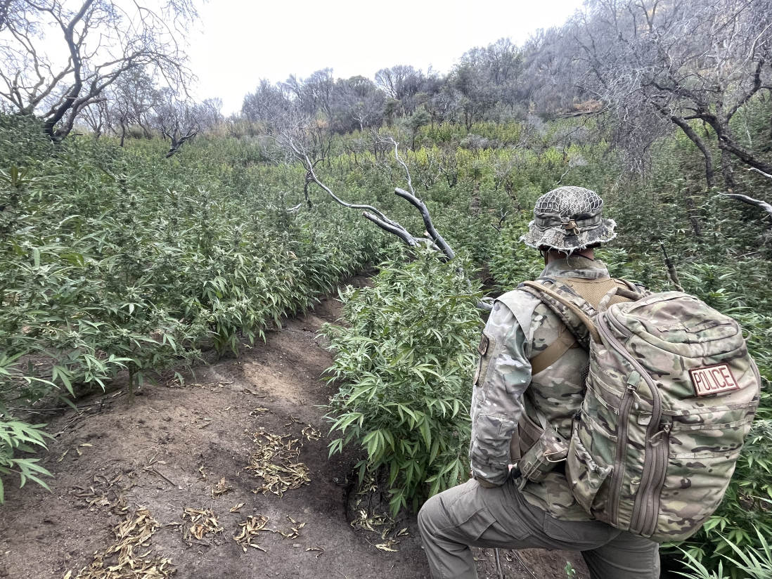 Ranger standing in front of illegal marijuana farm in Sequoia National Park.